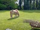 The pony