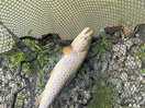 A surprise trout