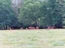 Highland cows & calves