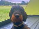 Farm dog