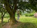 Tree swing