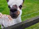 Helloooo