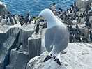 Farne islands trip kittiwake