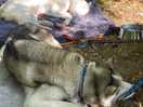 My dogs sleeping after a woodland walk