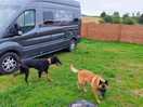 Camper steht im eigenen hundebereich