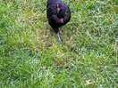 Chicken at the farm