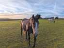 Horses next to the site.