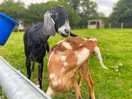 Friendly goats.