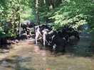 Cows joined us in the river... we vacated haha