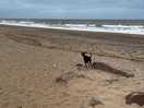 Beach you can walk along to hornsea. approx 3 miles / 1 hour each way. check tide times !