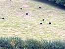 Sheep on the hill