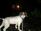 Perfect for late night potty walks