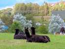 The farm llamas