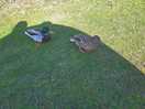 Great alternative to tv watching these two waddle around
