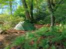 Woodland tent pitch