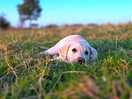 Dog loved the field to run around in