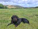 Freedom for the dog