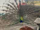 Got to see the peacock give us a show