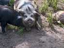 The happiest pig i’ve ever seen