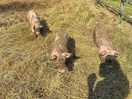 Pigs on sight