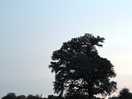 Tree/sky
