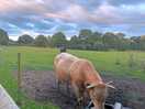 Friendly cattle