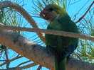 Local wildlife