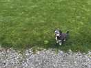 Dog friendly
