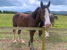 More horses