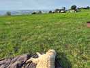 View from plot