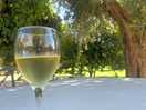 Vino del terreno
