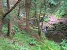 Woodland walk