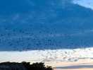 Great evening for birds etc