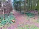 Wheldrake woods