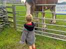 Tom the curious young clydesdale