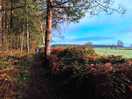 Local walk