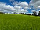 Barley field next to the site