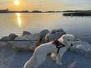 Cooper enjoying the sunset