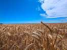 Fields next door.