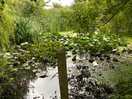 Pond