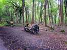 Cuckoo trail
