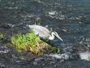 Looking for the fish