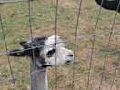 Alpacas 4