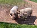 Oink