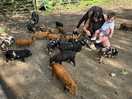 Pigs on site