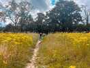 Wild flowers