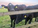 Cows