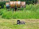 Dog friendly