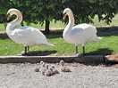 Swans with cygnets