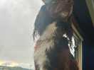 Dog enjoying the views